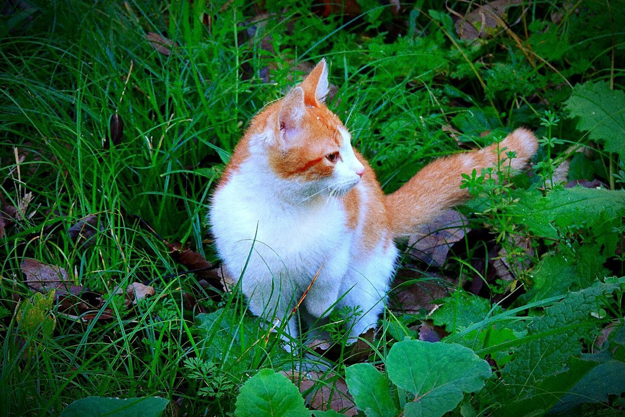 HIGH ANGLE VIEW OF CAT ON GRASSY FIELD