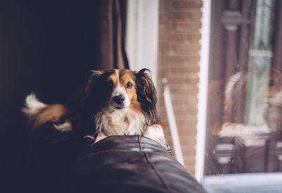 Portrait of dog relaxing on sofa at home