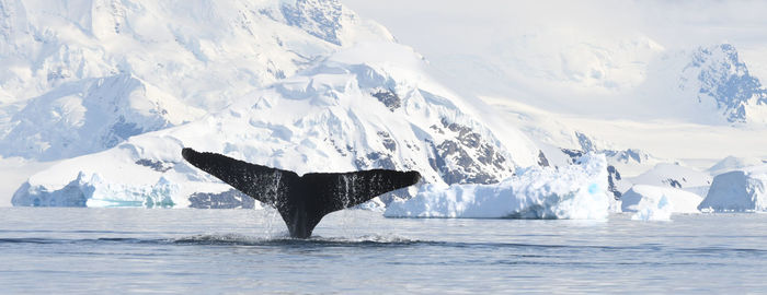 Cropped tail of whale swimming in sea during winter