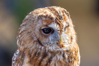 Close-up of owl looking away outdoors