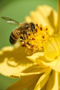 Bee pollinating flower