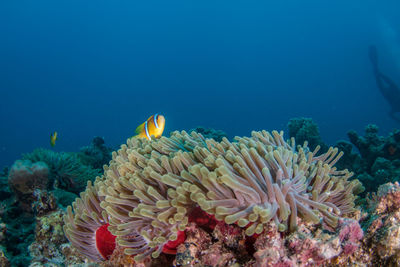 Close-up of coral in sea