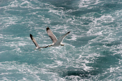 View of birds flying over sea