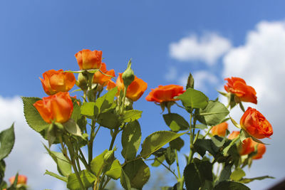 Low angle view of orange flowers blooming against sky