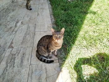 High angle view of cat