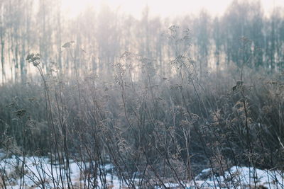 Scenic view of snow covered field