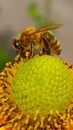 Close-up of bee on yellow flower