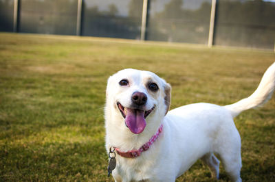 Portrait of dog on field