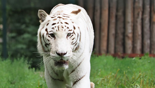 Portrait of white bengal tiger