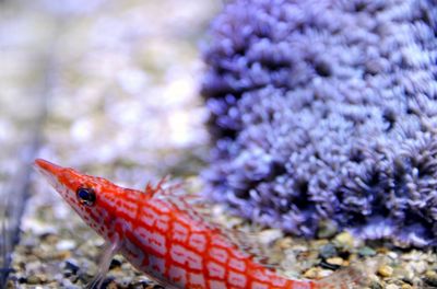 Close-up of fish in aquarium