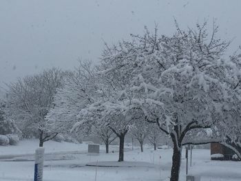 Snow covered bare trees on snow covered landscape