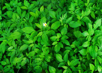 Full frame shot of green plants