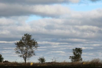 Trees on landscape against sky