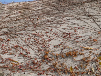 Close-up of tree