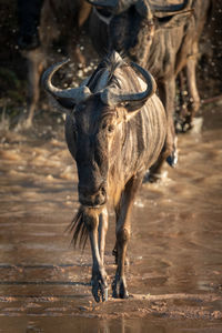 Blue wildebeest crosses river followed by others