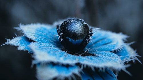 Close-up of blue caterpillar on snow