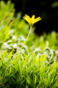 Close-up of yellow flowering plant on field