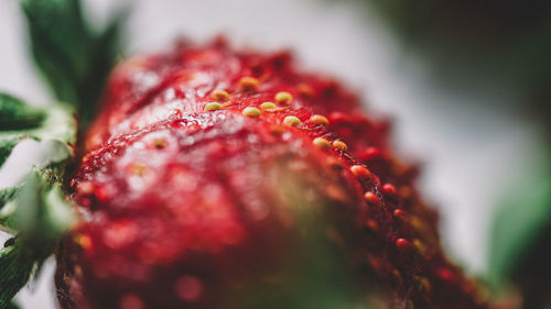 Close-up of red berries