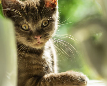 Close-up portrait of a chocolate scottish straight kitten