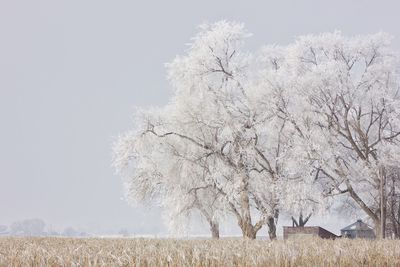 Trees on field against clear sky