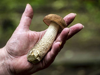 Close-up of hand holding mushroom