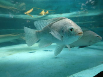 Fish swimming in sea