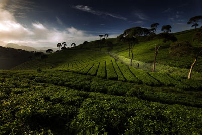 Scenic view of agricultural field against sky at sunset