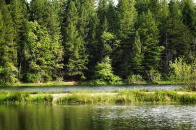 Scenic view of lake in forest