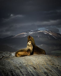 Seals on rock against cloudy sky