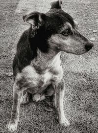 Close-up of dog sitting on field