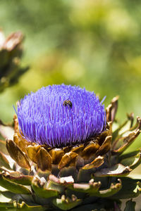Bee on purple artichoke flower in vegetable garden