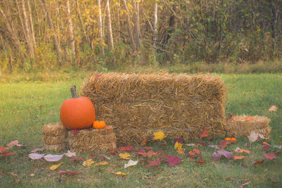 View of pumpkin on field during autumn