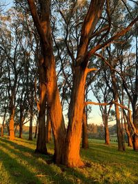 Trees on field against sky