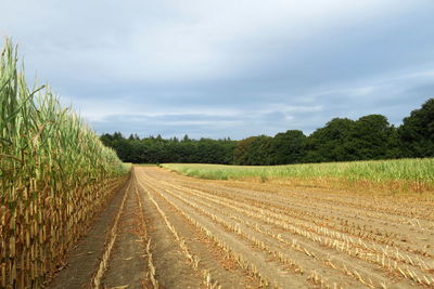 Scenic view of agricultural field against sky