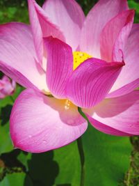 Close-up of pink flowers blooming outdoors