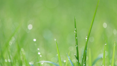 Close-up of water drops on grass against blurred background