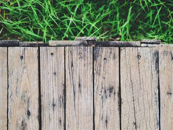 Close-up of lizard on wood