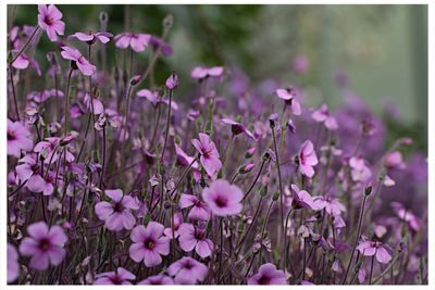 Close-up of purple flowers in field