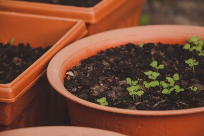 Close-up of potted plant