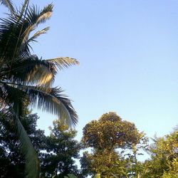 Low angle view of palm trees against clear blue sky