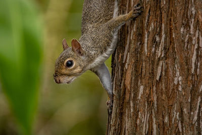 Close-up of squirrel