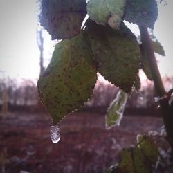 Close-up of water drops on leaf against sky