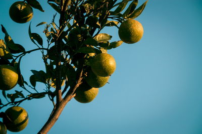 Wild lemons growing outdoors on tree