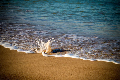 Dog on beach