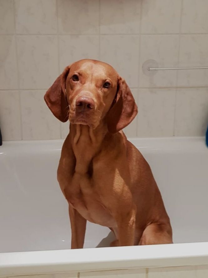 canine, dog, one animal, bathroom, domestic room, domestic bathroom, bathtub, indoors, home, portrait, animal, animal themes, mammal, domestic animals, taking a bath, hygiene, domestic, looking at camera, pets, vertebrate