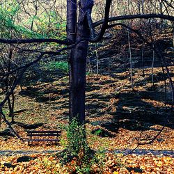 Trees in park