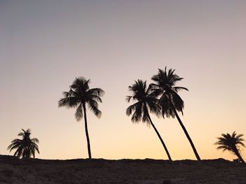 Low angle view of palm trees against clear sky