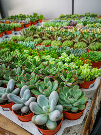 High angle view of potted plants in market for sale