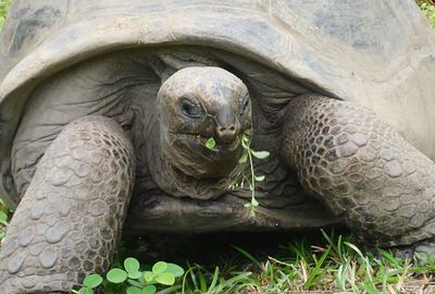 Close-up of turtle in grass