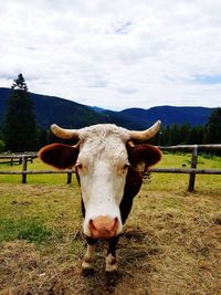 Portrait of cow standing on land against cloudy sky